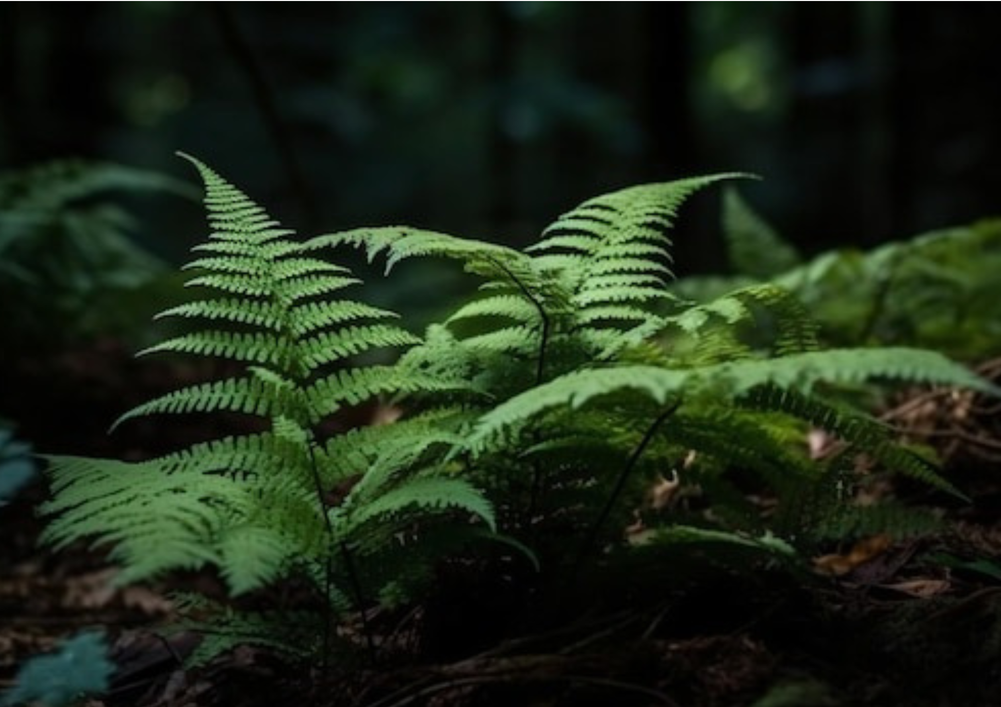 Through a Distorted Mirror